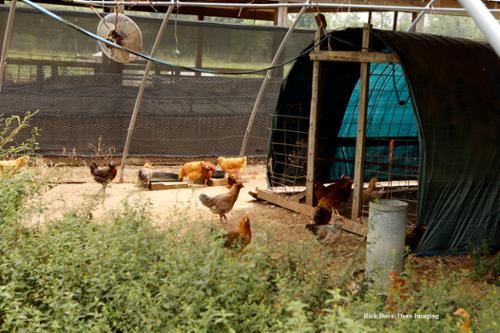Free range chickens