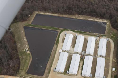 A lagoon mus be able to hold 180 days of hog waste for every hog on site. Over time, sludge buildup consumes storage capacity.  Sludge removal is required under these circumstances.  Removal of sludge is an expense of the grower. Most cannot afford it. 
