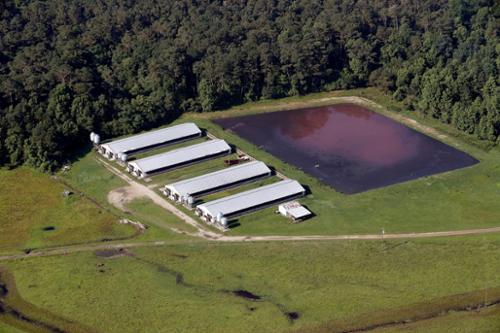 A lagoon mus be able to hold 180 days of hog waste for every hog on site. Over time, sludge buildup consumes storage capacity.  Sludge removal is required under these circumstances.  Removal of sludge is an expense of the grower. Most cannot afford it. 