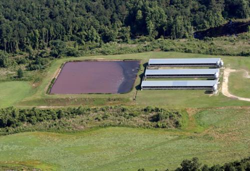 Most lagoons in eastern NC are in trouble with sludge buildup