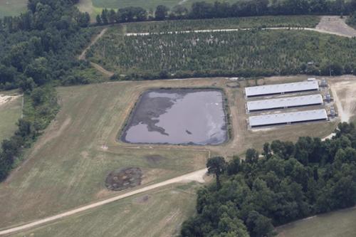 A lagoon mus be able to hold 180 days of hog waste for every hog on site. Over time, sludge buildup consumes storage capacity.  Sludge removal is required under these circumstances.  Removal of sludge is an expense of the grower. Most cannot afford it. 