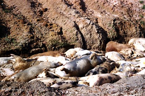 This is how large numbers of dead hogs, including those dying from disease, are disposed of. The water-table in eastern NC is very high and almost always the hogs rot away in a watery hole.  Often, neighborhood wells are located nearby. This takes place without local or state supervision. 