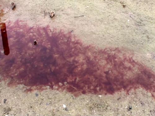 During a disease outbreak or after a deadly storm, dead hogs pile up by the thousands,   Many are left in dumpsters for long periods of time. The body fluids, including blood, can escape as pictured here. So much of it can be present that it runs off into ditches connected to public waterways. 