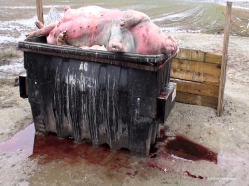 During a disease outbreak or after a deadly storm, dead hogs pile up by the thousands,   Many are left in dumpsters for long periods of time. The body fluids, including blood, can escape as pictured here. So much of it can be present that it runs off into ditches connected to public waterways.