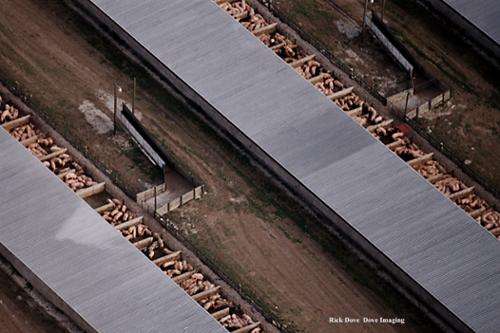 This type industrial hog factory is a rare one. During the past 25 years, only three have been observed. Most hogs never see the sunlight until they are loaded into trucks for delivery to the slaughterhouse. 