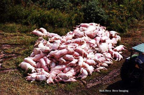 An attempt was made to incarcerate these animals. It was largely unsuccessful. As one official observed, it was like trying to cook a hot dog with a match